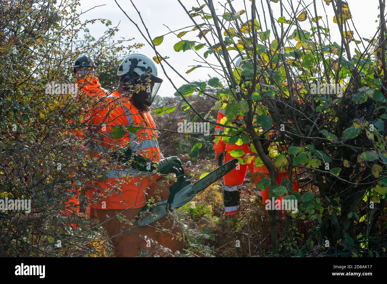 Aylesbury Vale, Buckinghamshire, UK. 28th October, 2020. HS2 tree cutters cut hedgerows to put in additional high security fencing as HS2 were cutting huge limbs off trees in Grim's Ditch this morning watched on by a distraught peaceful lone female anti HS2 protester. Environmental campaigners allege that HS2 do not have a wildlife licence allowing them to fell in this area. HS2 were not able to provide the licence. The construction of the highly controversial and over budget High Speed Rail from London to Birmingham puts 108 ancient woodlands, 33 SSSIs and 693 wildlife sites at risk. Credit: Stock Photo