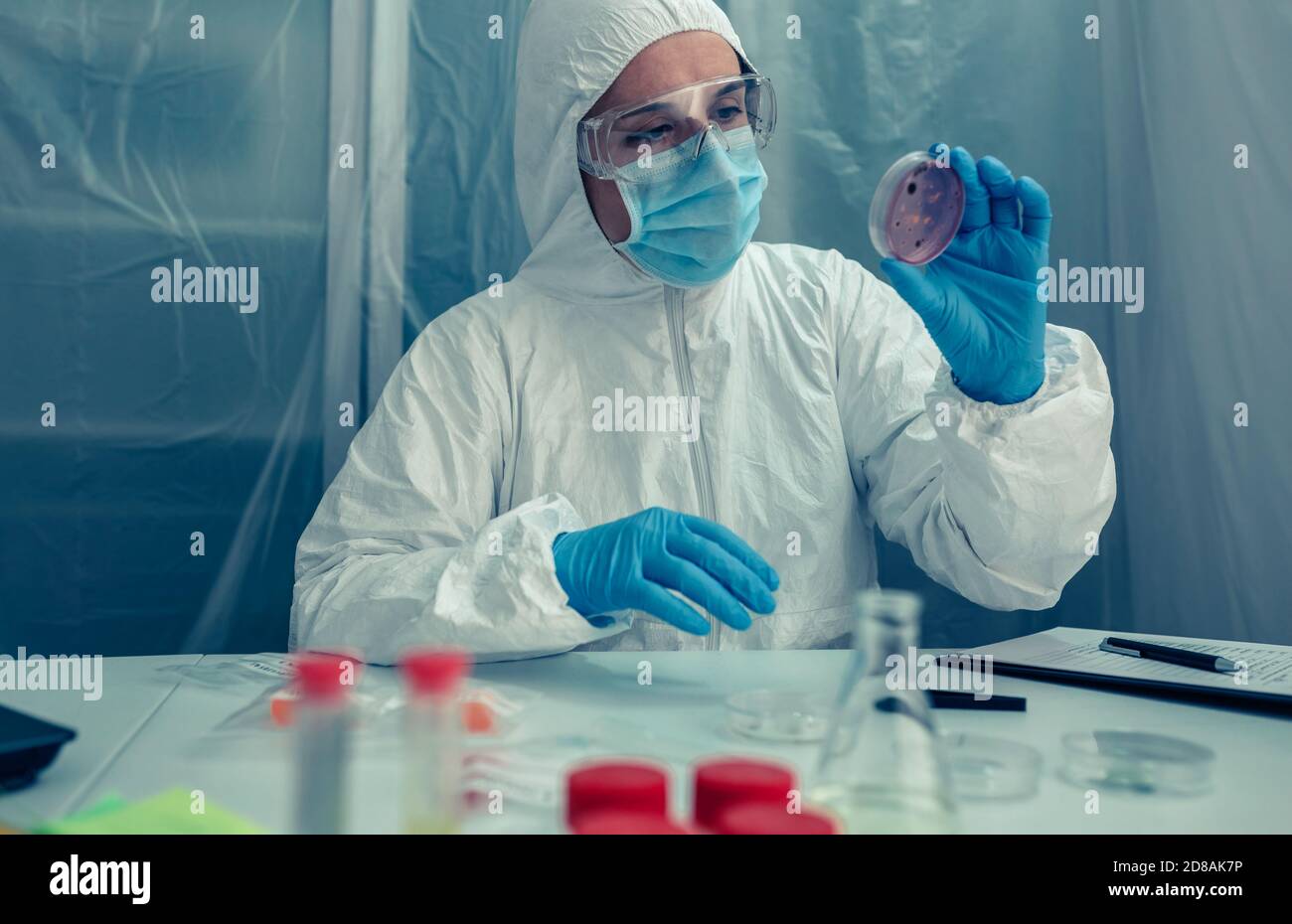 Scientist examining a petri dish in the laboratory Stock Photo - Alamy