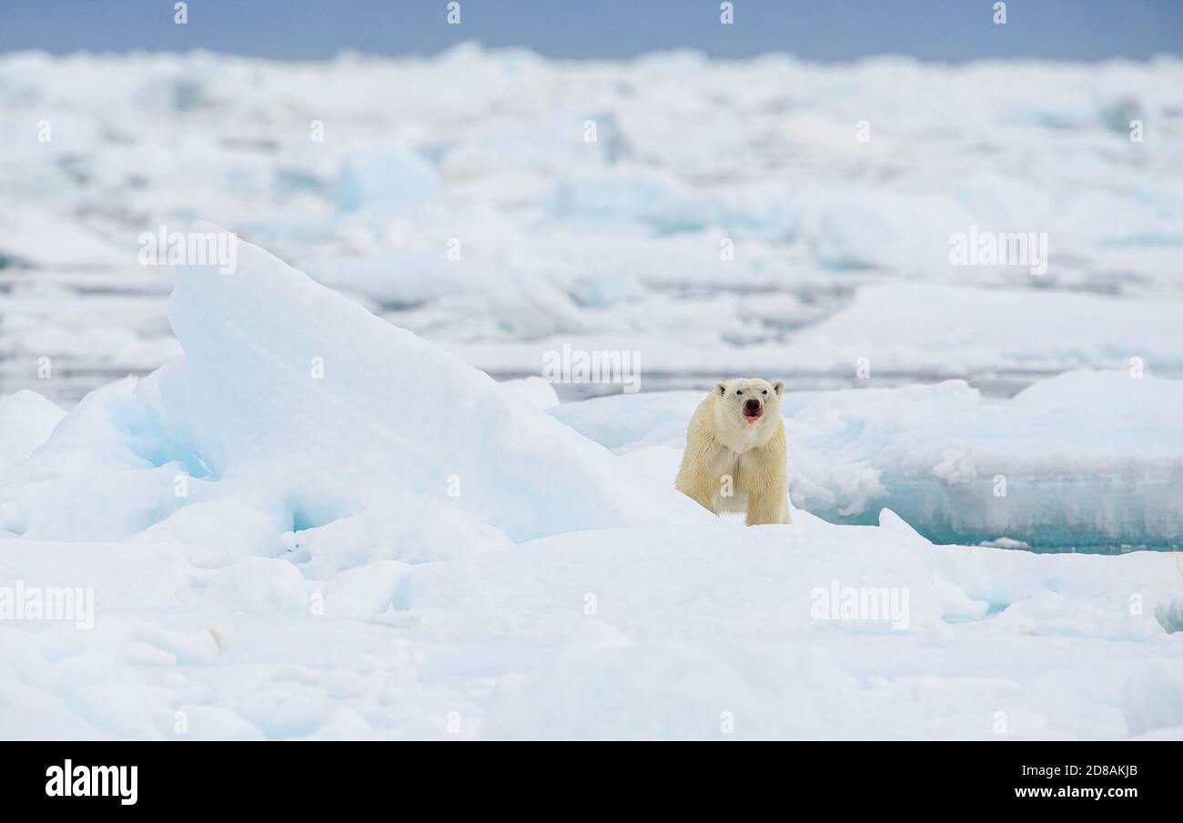 Male polar bear (Ursus maritimus), with seal prey, Svalbard, Norway Stock Photo