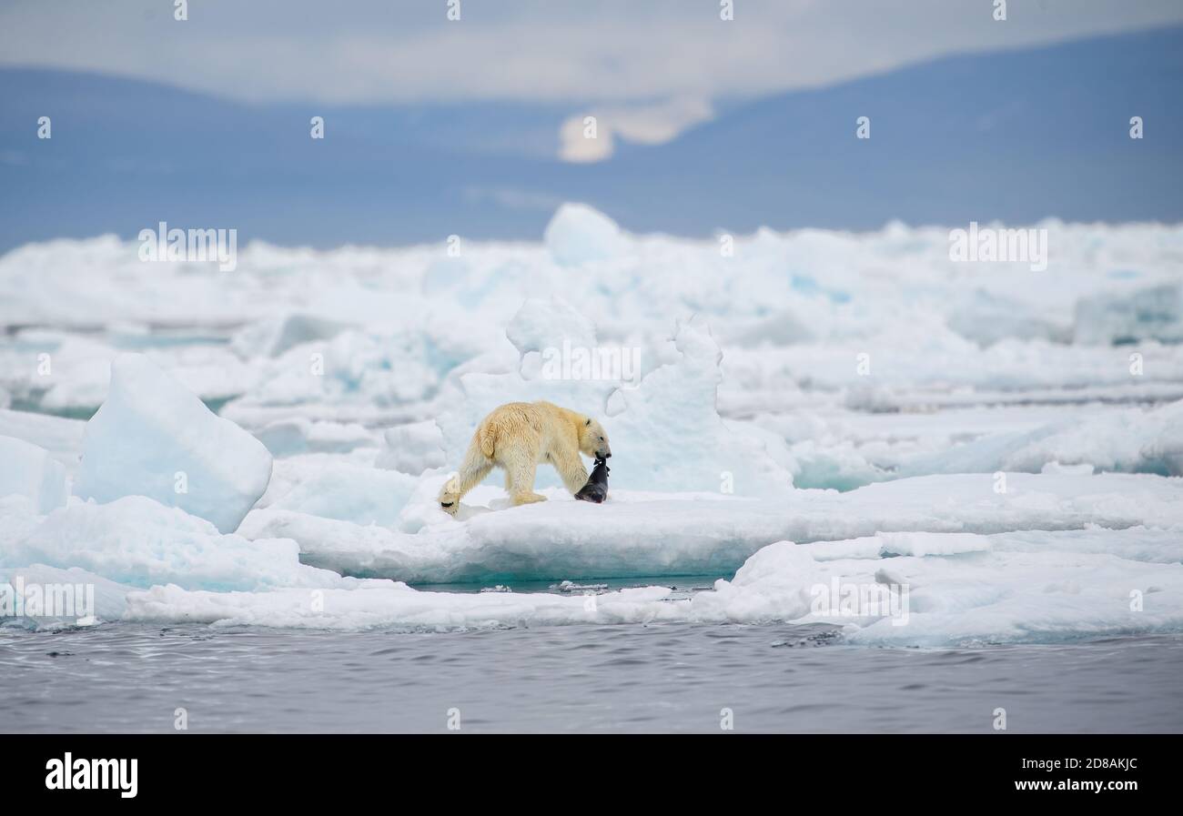 Male polar bear (Ursus maritimus), with seal prey, Svalbard, Norway Stock Photo