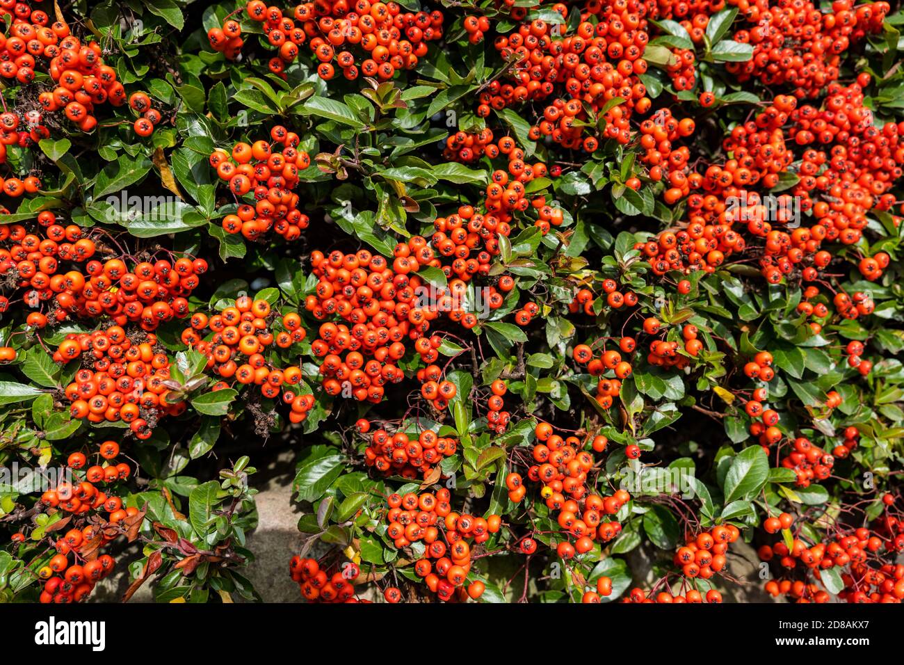 Close up of colourful orange pyracatha berries on shrub, Scotland, UK Stock Photo