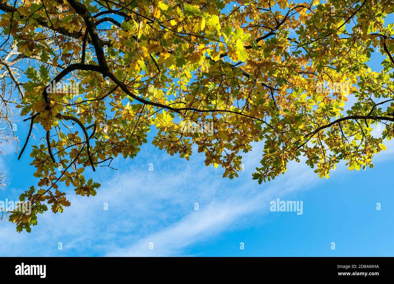 Colourful sunlit Autumn leaves on oak tree looking up towards a blue sky on a sunny day Stock Photo