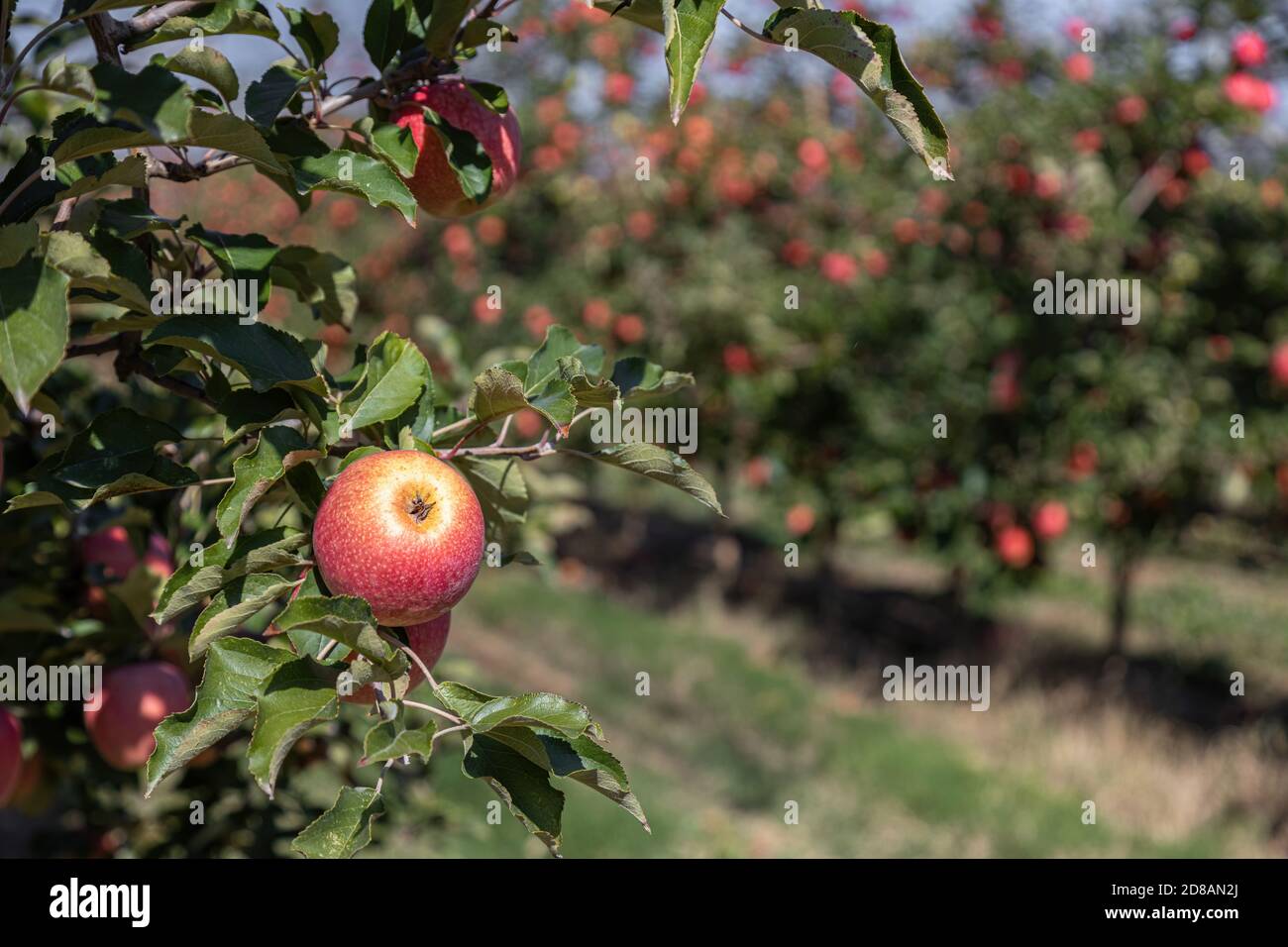 Commercial apple orchard hires stock photography and images Alamy