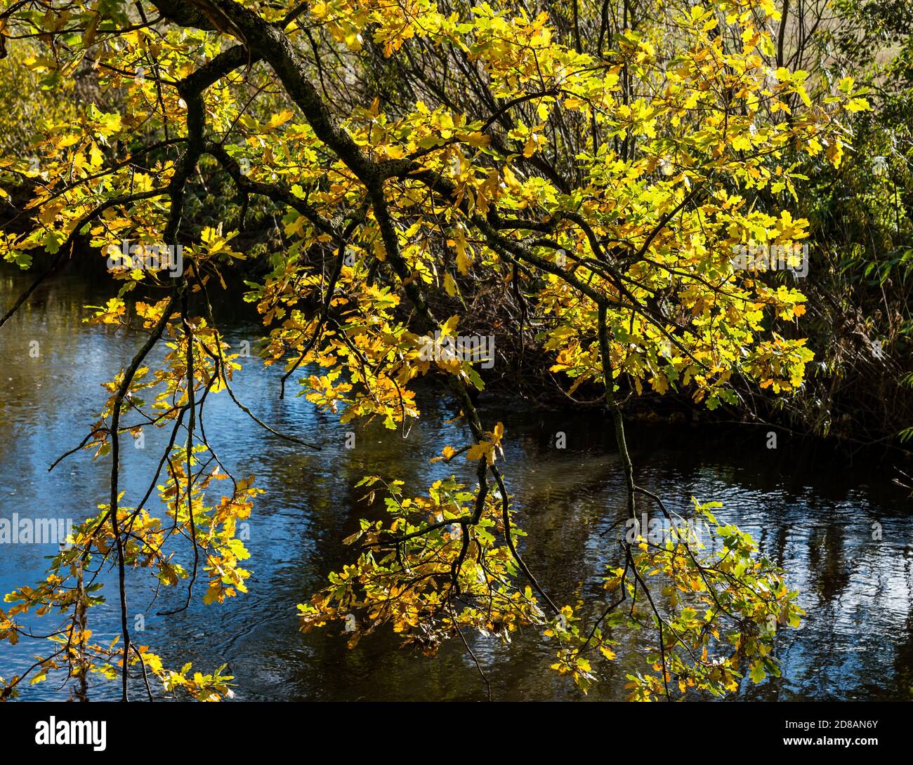 Colourful Autumn leaves on oak tree overhanging River Tyne, East Lothian, Scotland, UK Stock Photo