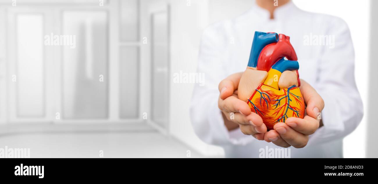 Treatment concept for heart disease, heart attacks, and myocardial infarction. Experienced cardiologist holding an anatomical model of the heart in hi Stock Photo