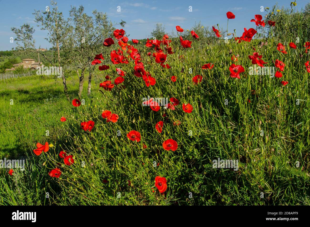 Normal poppies in a field. Poppies have long been used as a symbol of