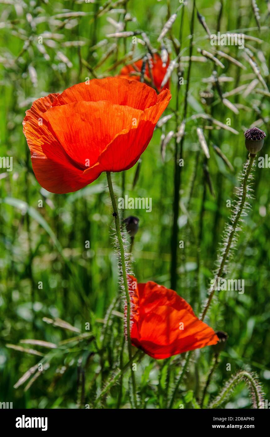 Poppies have long been used as a symbol of sleep hires stock