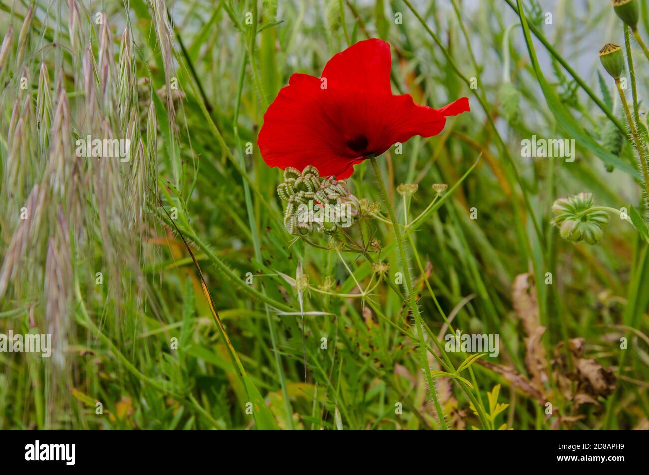 Normal poppies in a field. Poppies have long been used as a symbol of