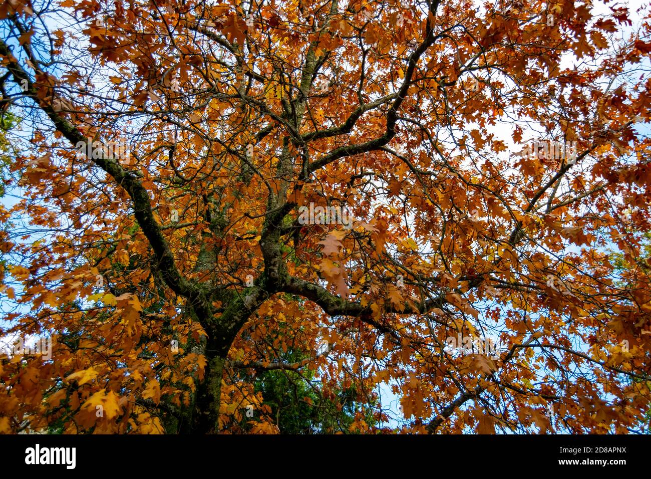 Autumn colorful tree with brownish leaves, Quercus Frainetto Stock Photo