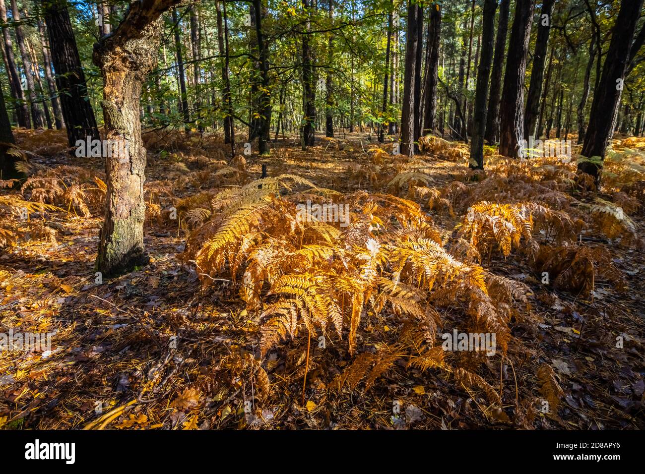 Bracken dying back in woodland in Horsell Common, Woking, Surrey, south-east England in late autumn / early winter Stock Photo