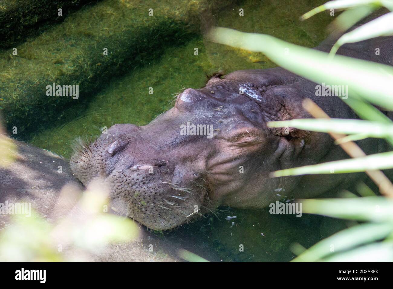 A hippopotamus underwater, also called the hippo, common hippopotamus or river hippopotamus Stock Photo