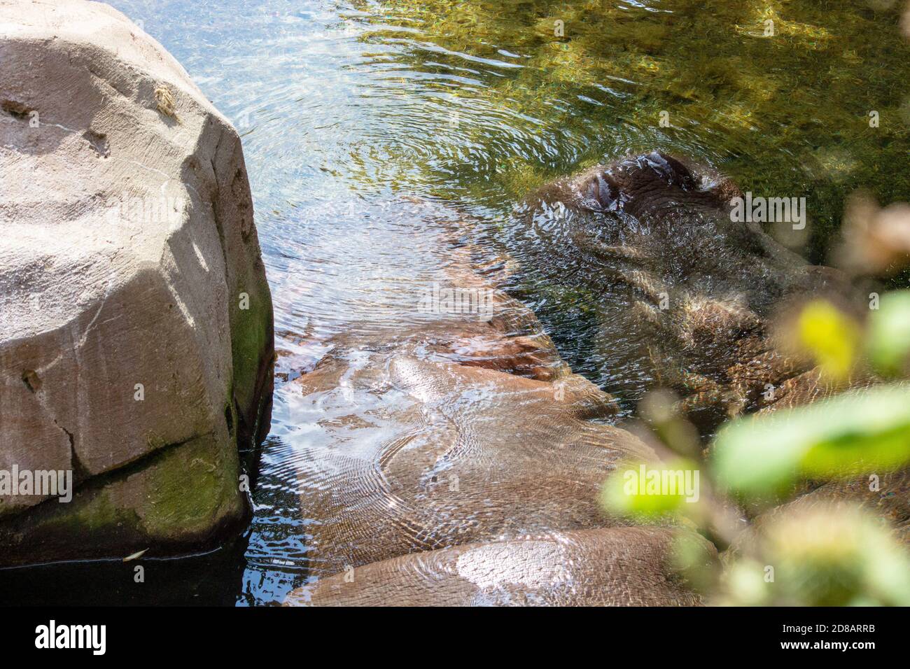 Picture of two large underwater hippopotamus, also called hippos Stock Photo