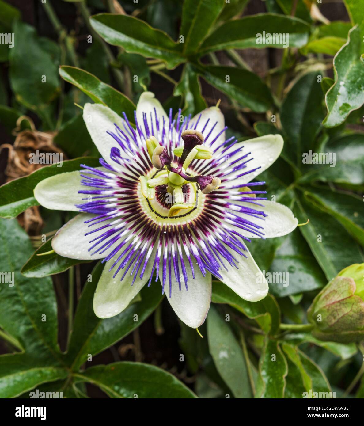 The Passiflora caerulea or Bluecrown passionflower is native to South America but seen here blooming in the UK Stock Photo