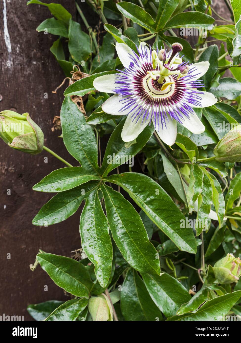 The Passiflora caerulea or Bluecrown passionflower is native to South America but seen here blooming in the UK Stock Photo