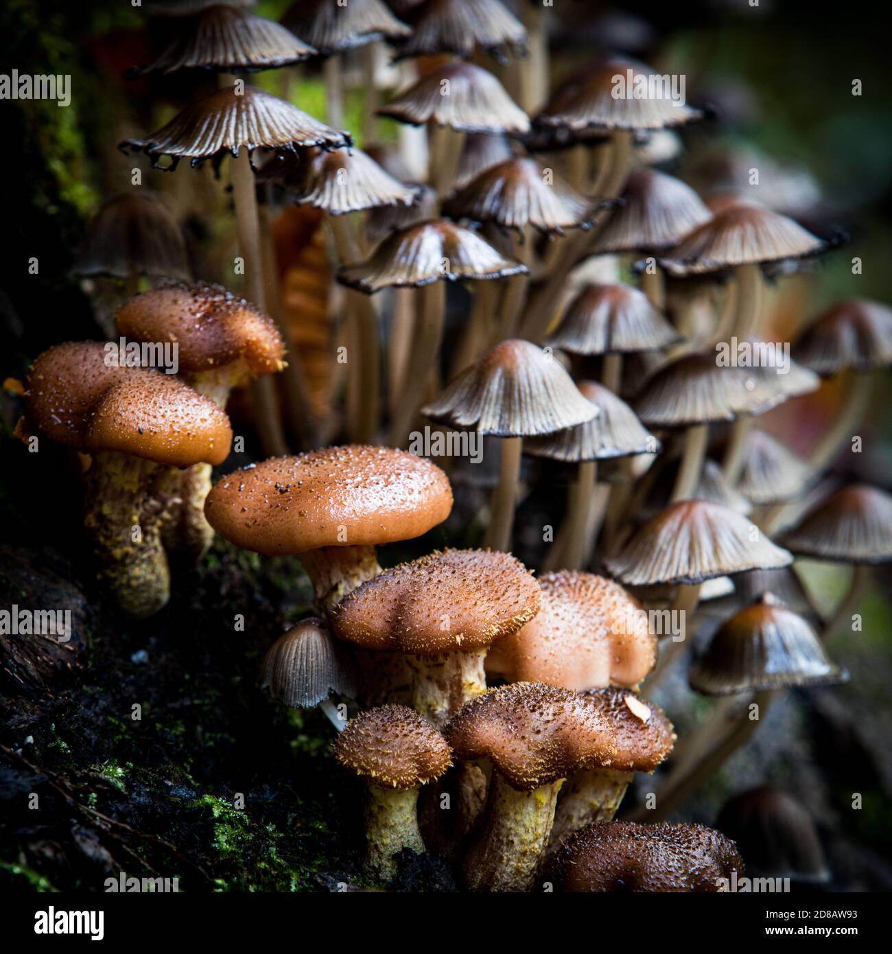 Woodland Mushrooms Hi res Stock Photography And Images Alamy