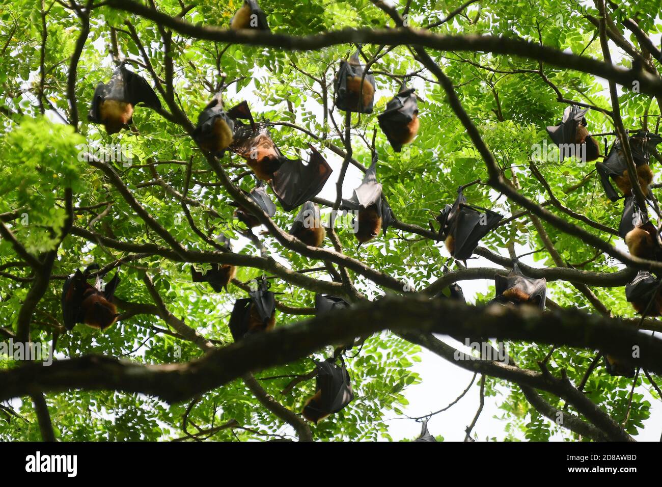Bats are hanging upside down on a tree at Bat View Point. This is area ...