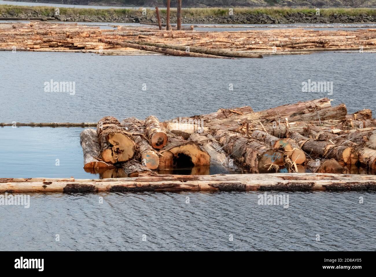Raw logs floating down the Queen Charlotte Strain in Sayward, Canada