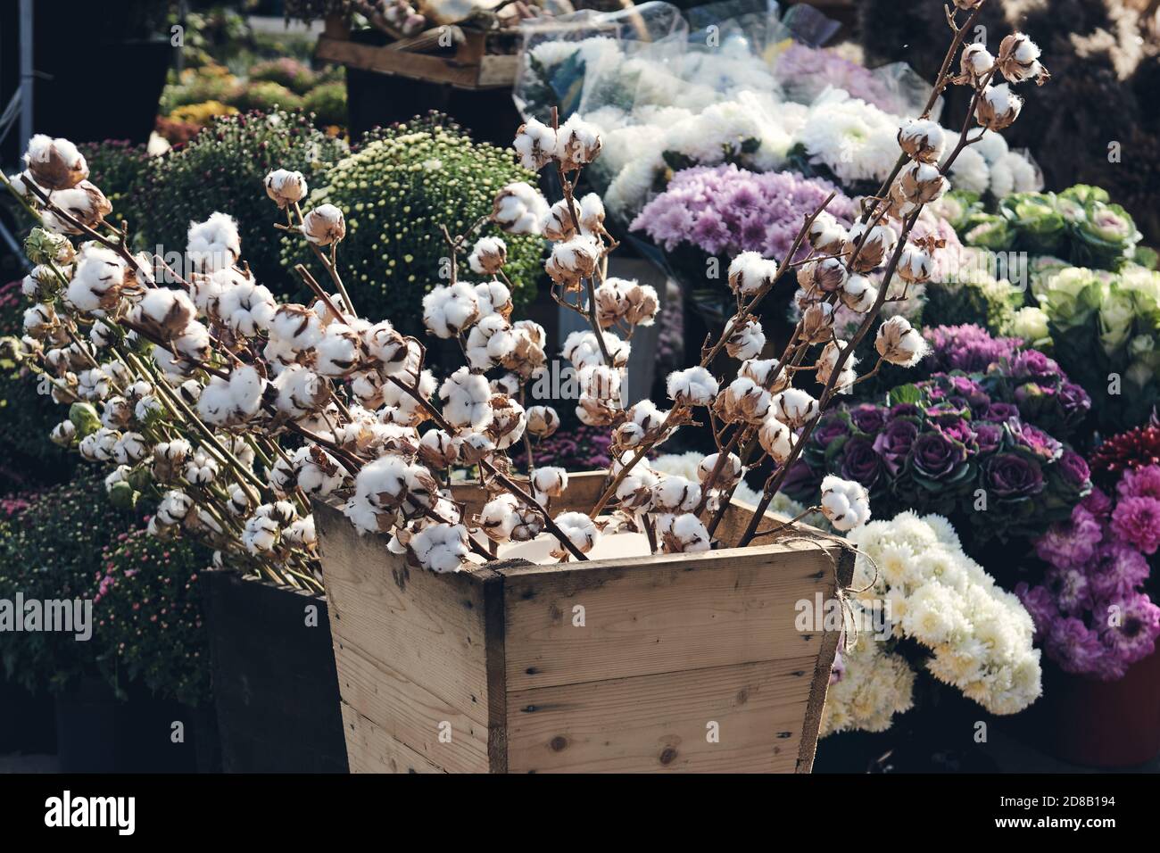 Chrysanthemums - Weston Nurseries