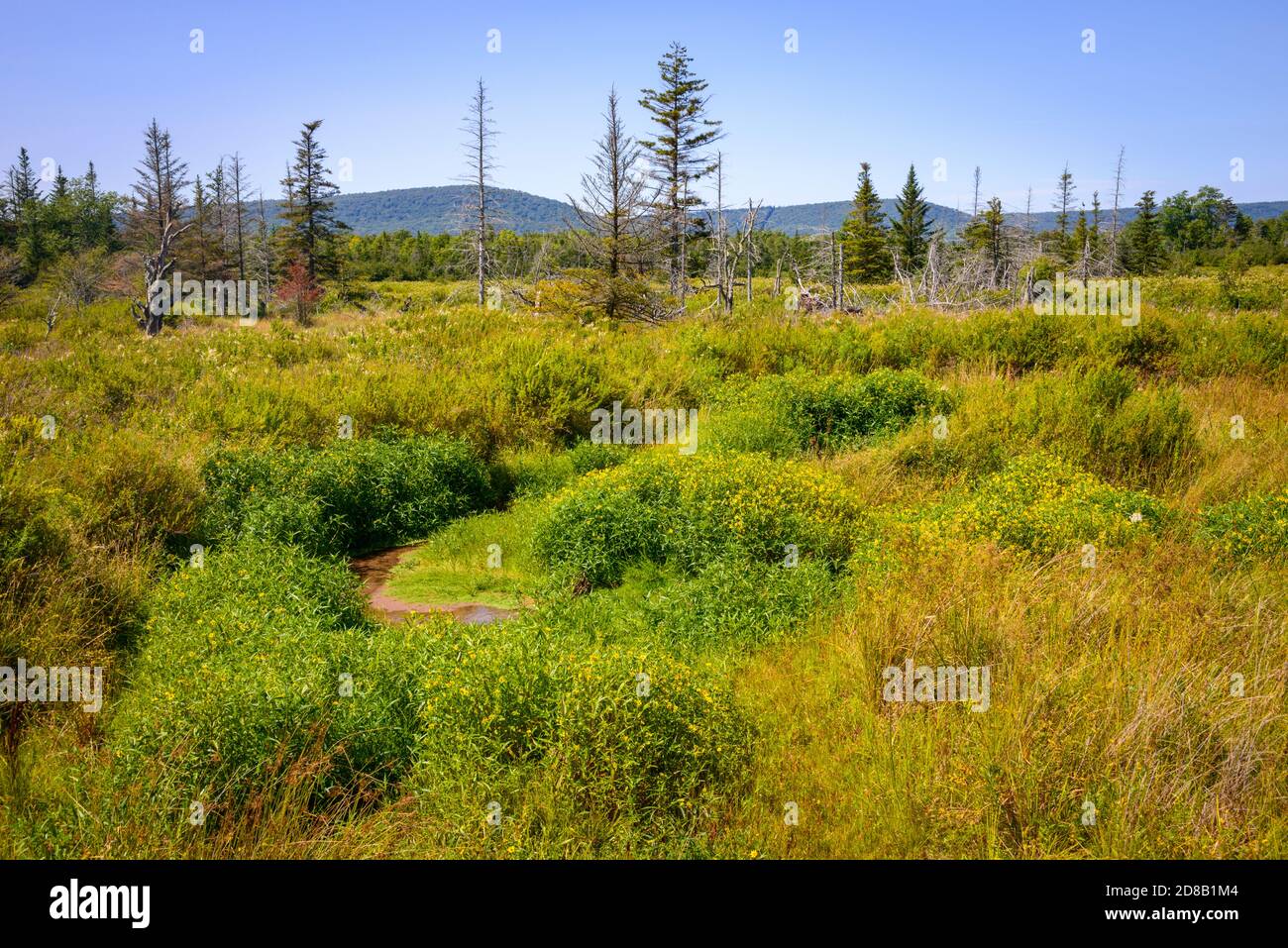 Canaan Valley National Wildlife Refuge Stock Photo Alamy