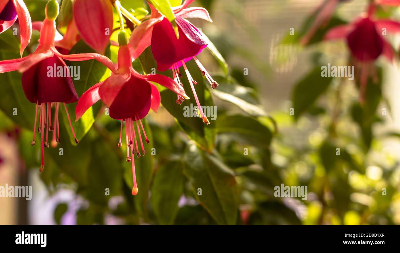 Fuchsia Hybrid flower Stock Photo