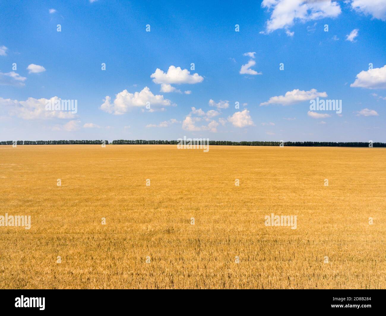 Agriculturally used areas with yellow ripe wheat, warm sunny day with blue sky, panorama Stock Photo