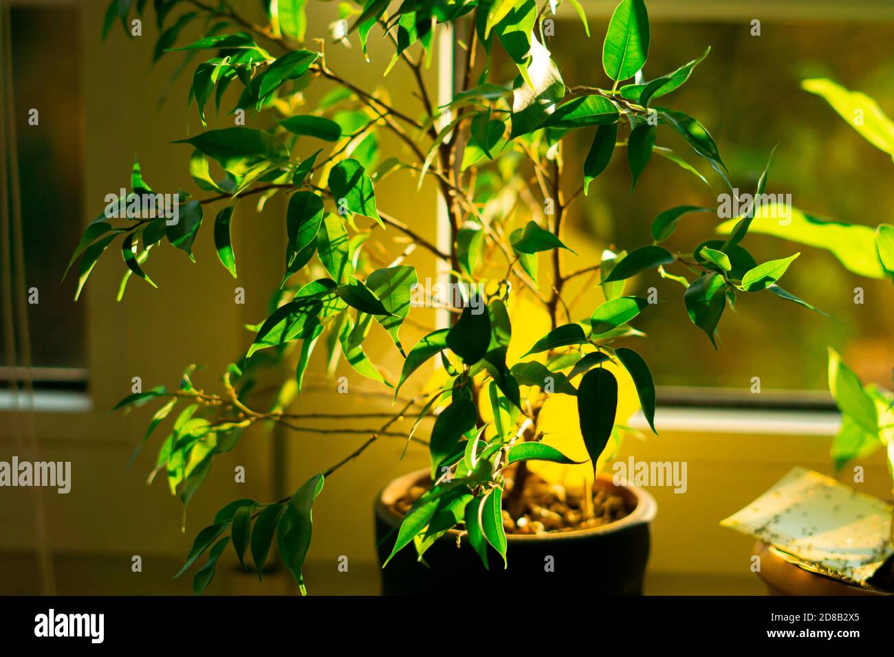 Houseplant - ficus tree Stock Photo