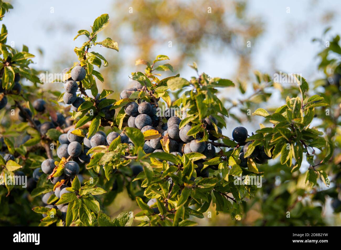 black sloes, the fruits of prunus spinosa in evening sunlight Stock ...