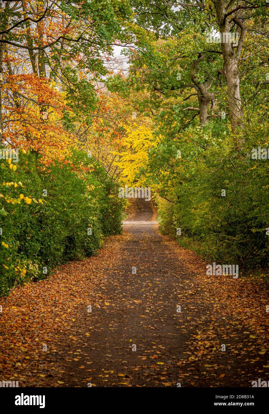 Autumn leaves in Red Lane, Disley, Cheshire. UK Stock Photo Alamy