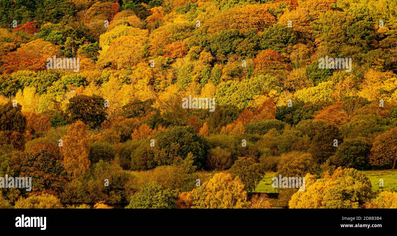 Autumn colour in the Lyme Valley Park. Cheshire Stock Photo