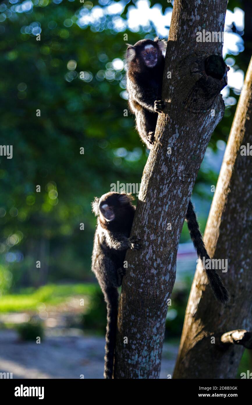 Macaco titi brasileiro callithrix jacchus natural do rio de