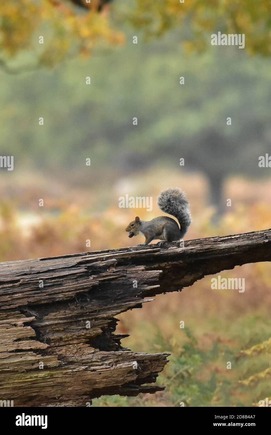 Grey Squirrel Sciurus carolinensis feeding on tree limb Stock Photo