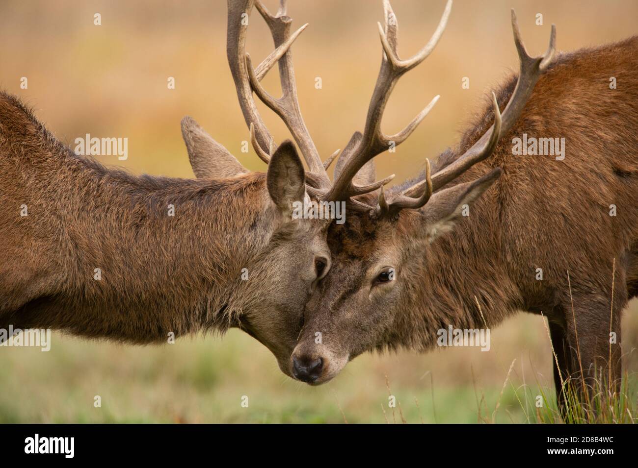 Red Deer, Cervus elaphus, stags fighting during rutting season in autumn in Richmond Park, London, United Kingdom, British Isles Stock Photo