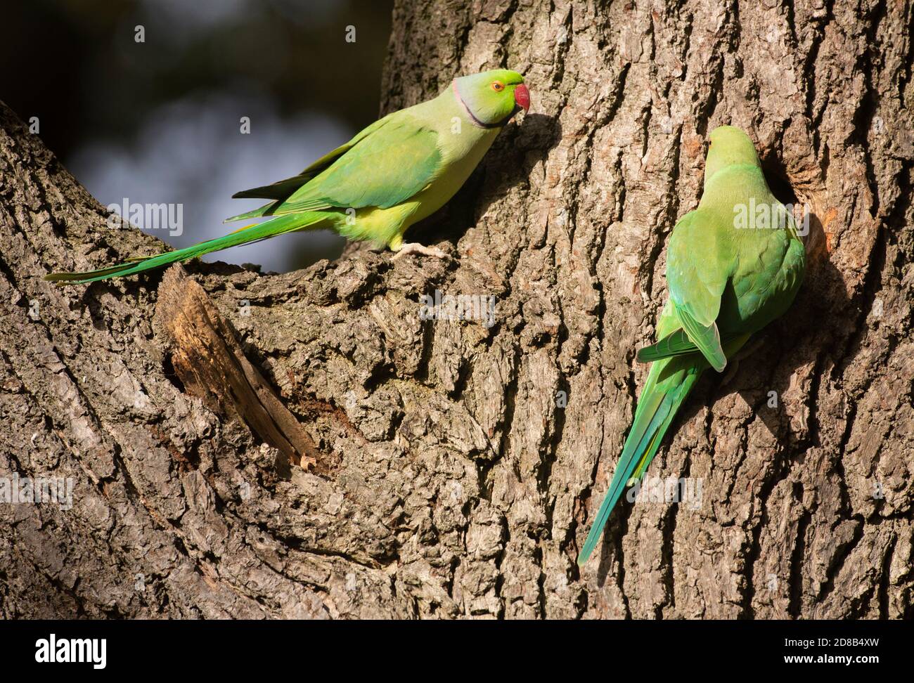Breeding pair of Ring-necked Parakeet, Psittacula krameri, explore nest hole, Regent's Park, London, United Kingdom Stock Photo