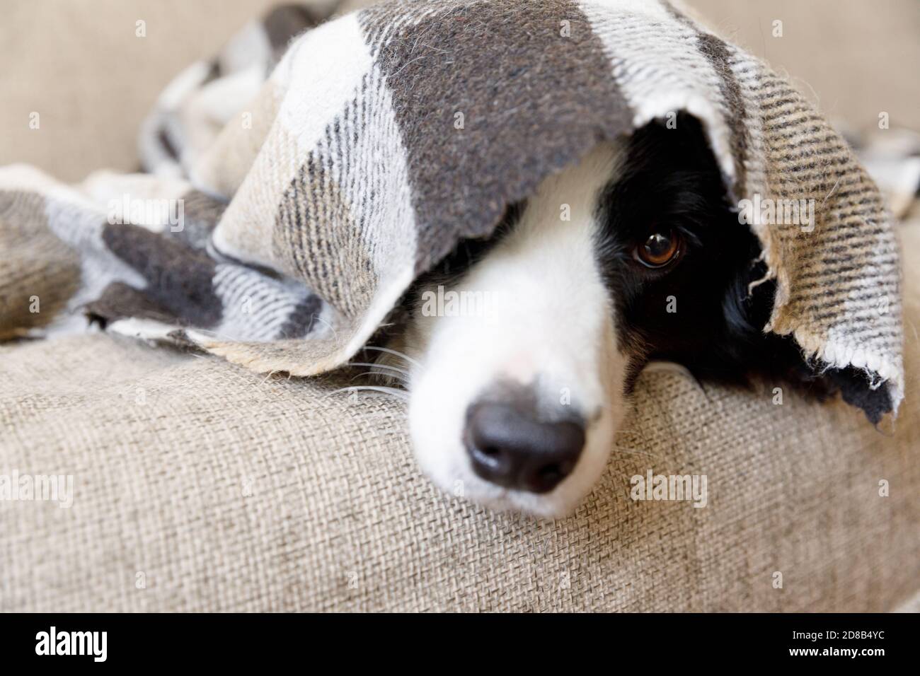 Funny portrait puppy dog border collie lying on couch under plaid indoors. Dog nose sticks out