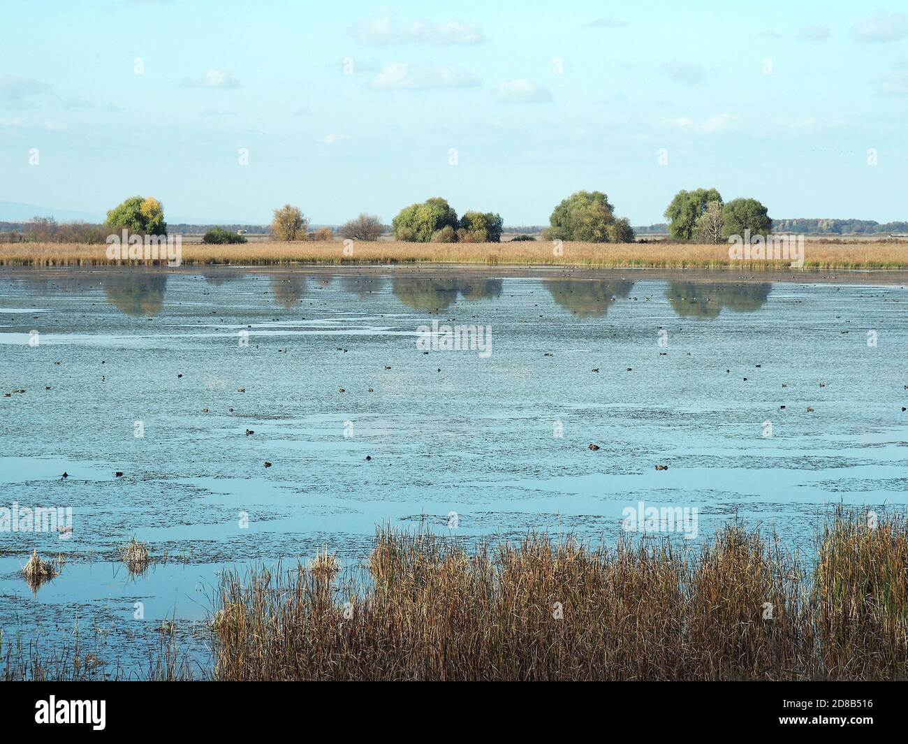 Hortobágy fishponds, Hortobágy, Hajdú-Bihar County, Hungary, Magyarország, Europe, Hortobágy National Park Stock Photo