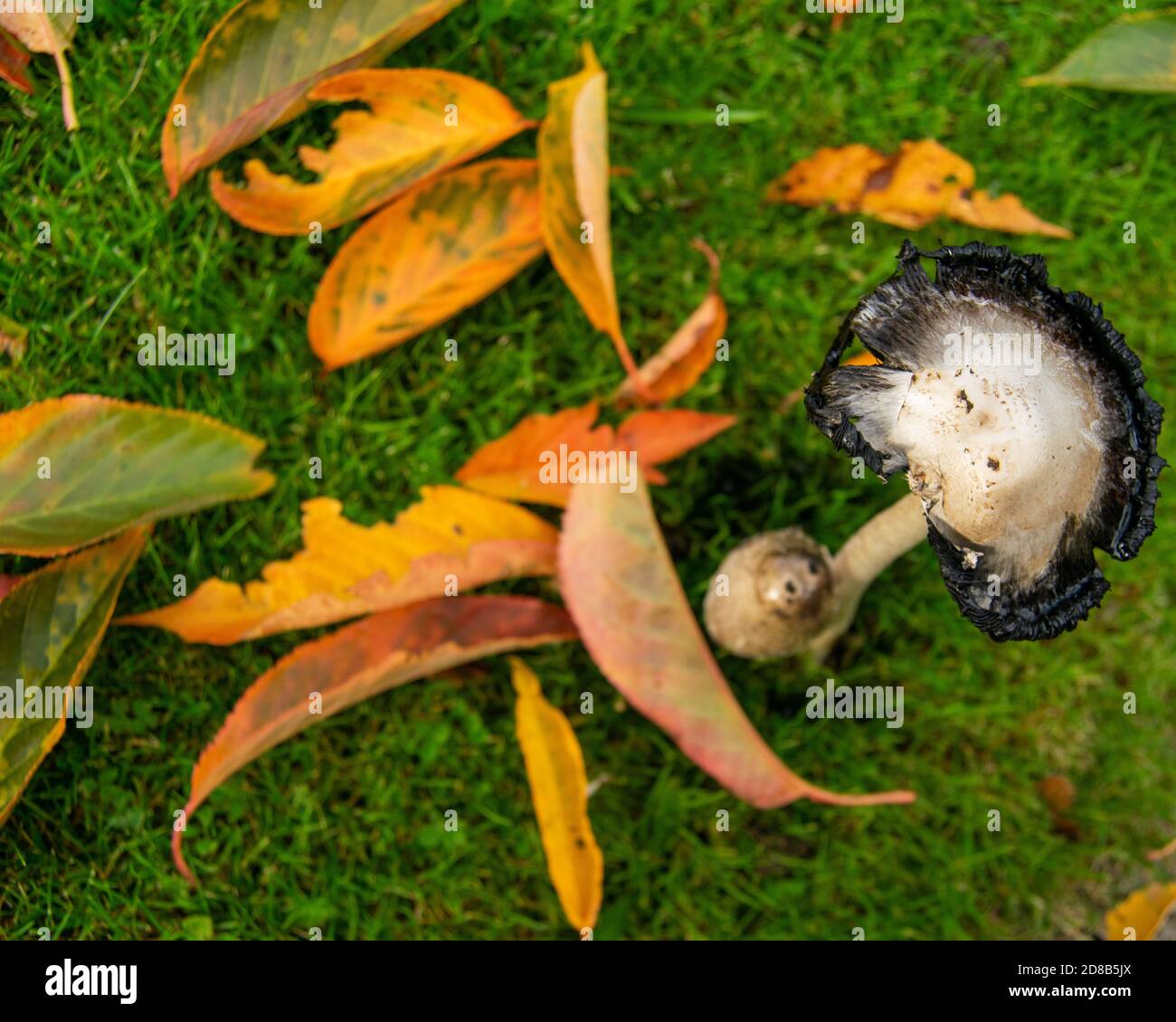 Shaggy ink cap coprinopsis atramentaria view from the top, mushroom surrounded by fallen leafes, moody autumnal picture showing two muchrooms together Stock Photo