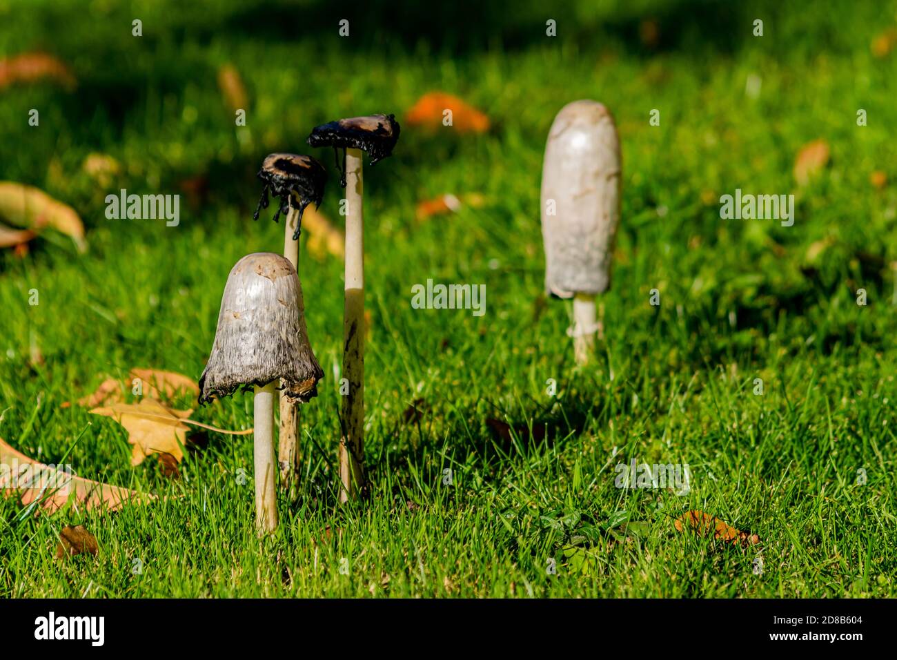 Shaggy ink cap mushroom coprinopsis atramentaria group surrounded by fallen leafes, moody autumnal picture showing muchrooms together in warm colors Stock Photo