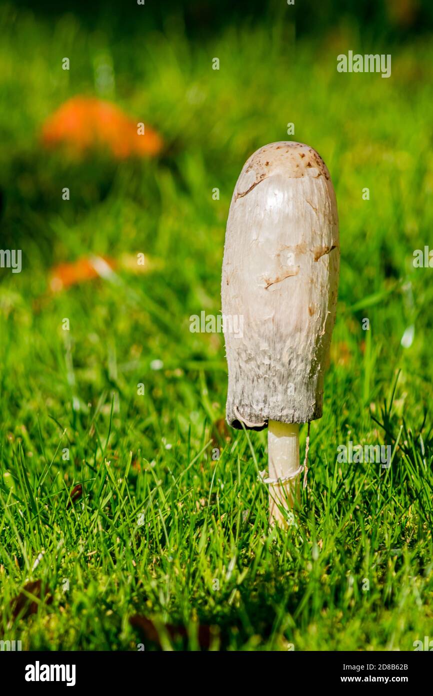 Single shaggy ink cap mushroom, coprinopsis atramentaria fungi surrounded by fallen leafes, moody autumnal picture showing small muchroom in warm Stock Photo