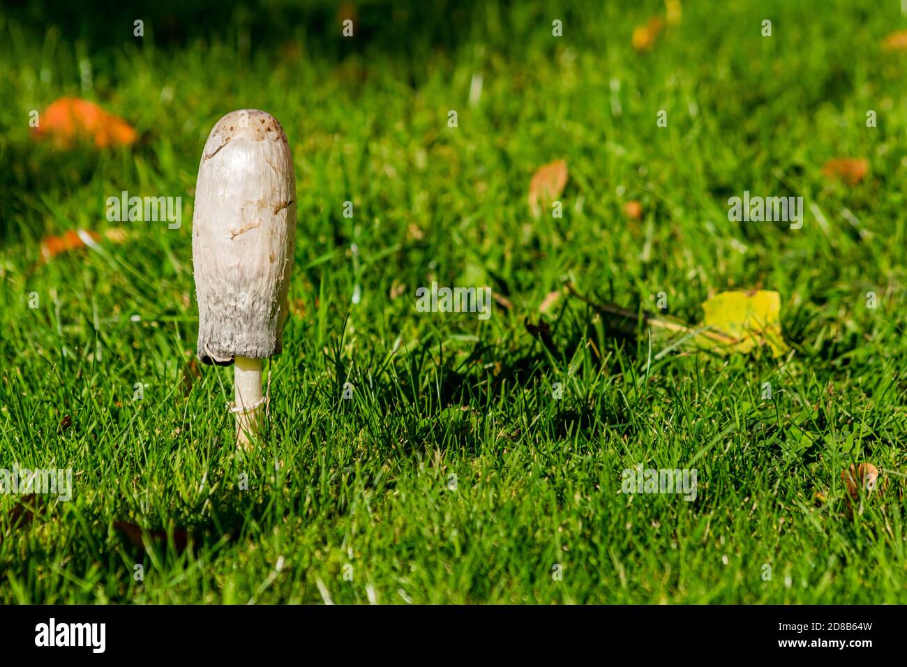 Single shaggy ink cap mushroom, coprinopsis atramentaria fungi surrounded by fallen leafes, moody autumnal picture showing small muchroom in warm Stock Photo