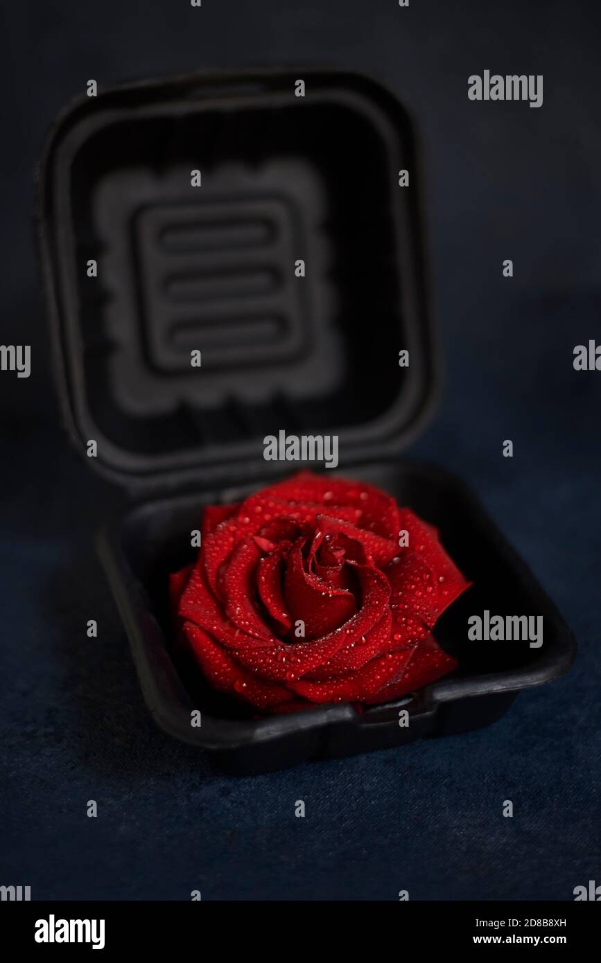 A rose flower in a black burger box Stock Photo - Alamy