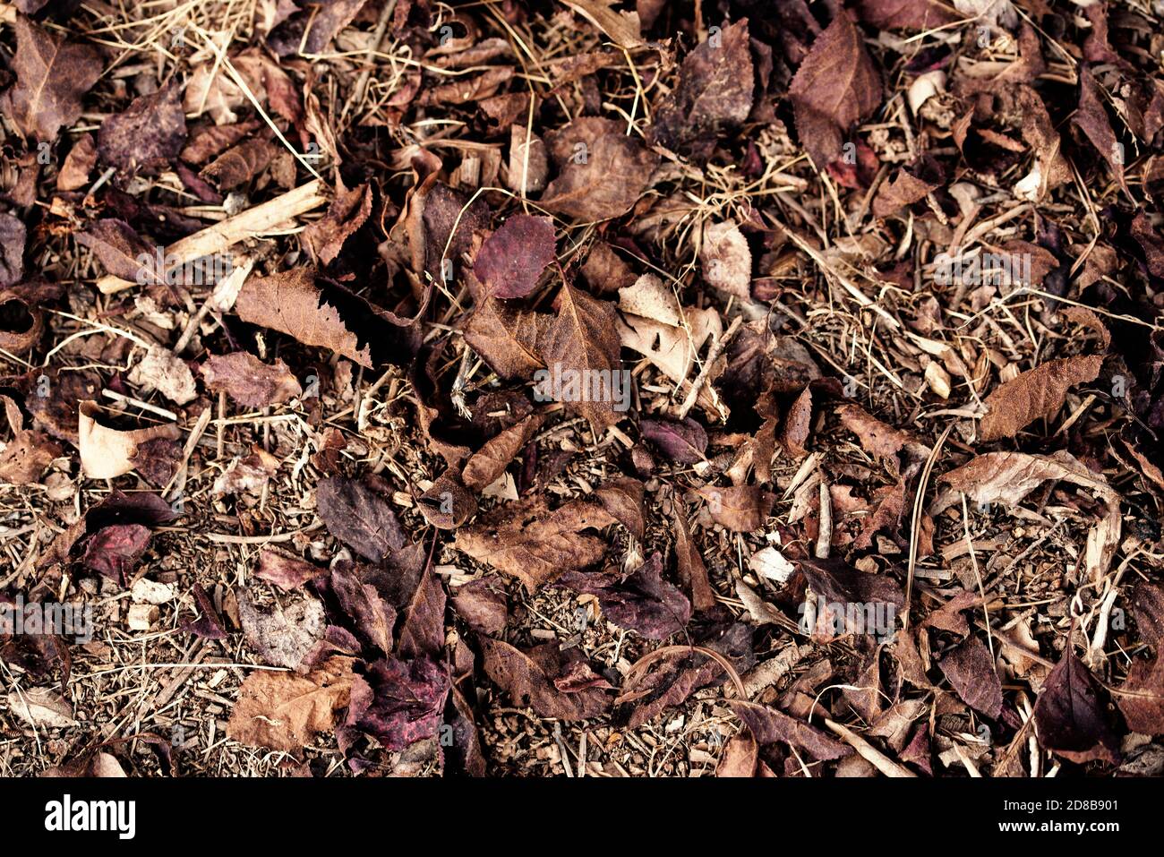 The surface of the dried leaves on the ground is an aesthetic background in  the garden forest and autumn colors Stock Photo - Alamy