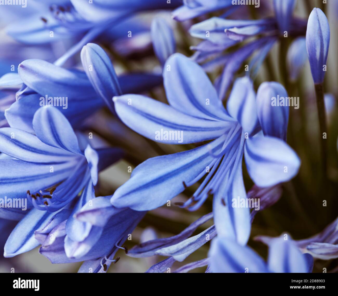 Fill the frame Agapanthus flower Stock Photo - Alamy