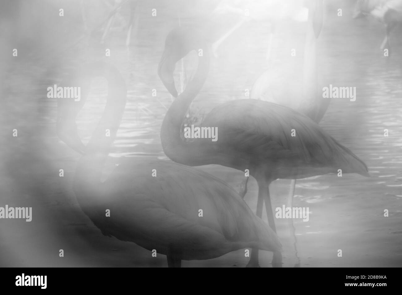 greater flamingos (Phoenicopterus roseus) in the wather. The Camargue, France Stock Photo