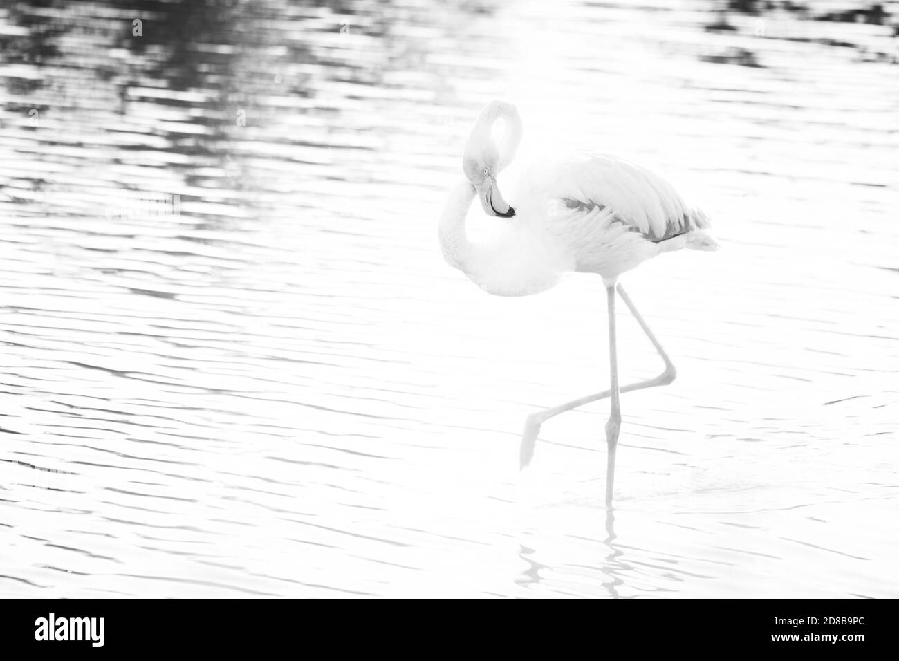 greater flamingos (Phoenicopterus roseus) in the wather. The Camargue, France Stock Photo