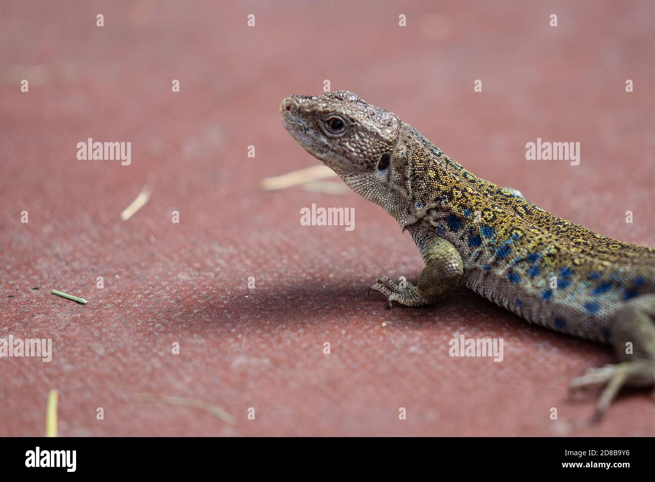 Beautiful multi colored lizard sitting on the floor waiting for prey Stock Photo