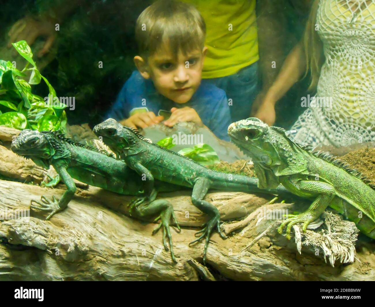 Boy looking at iguanas in aquarium Stock Photo Alamy
