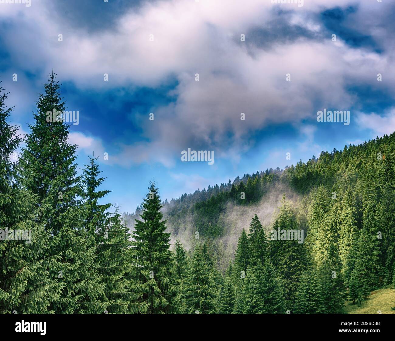 Misty foggy mountain landscape with fir forest and copyspace in vintage ...