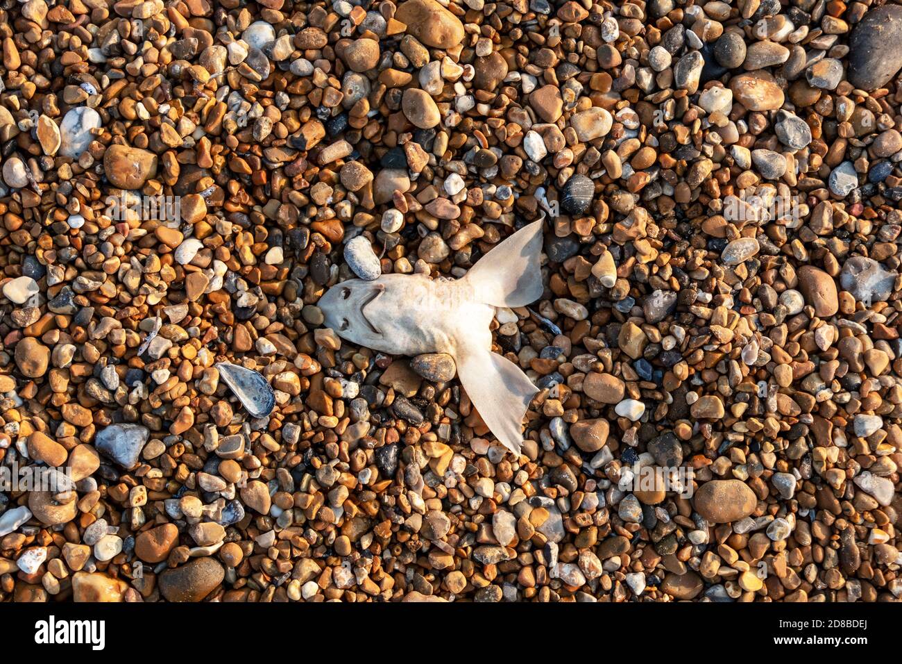 Dog fish head on Hastings Stade beack, UK Stock Photo