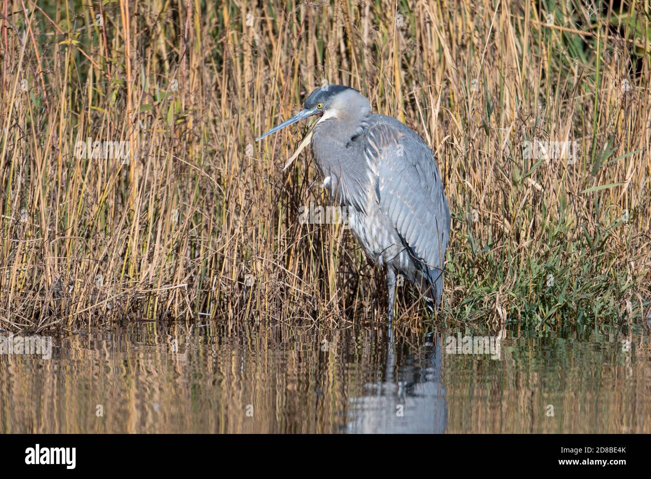 Great blue heron stands in shallow water next to weeds at Cannon Hill Park in Spokane, Washington USA. Stock Photo