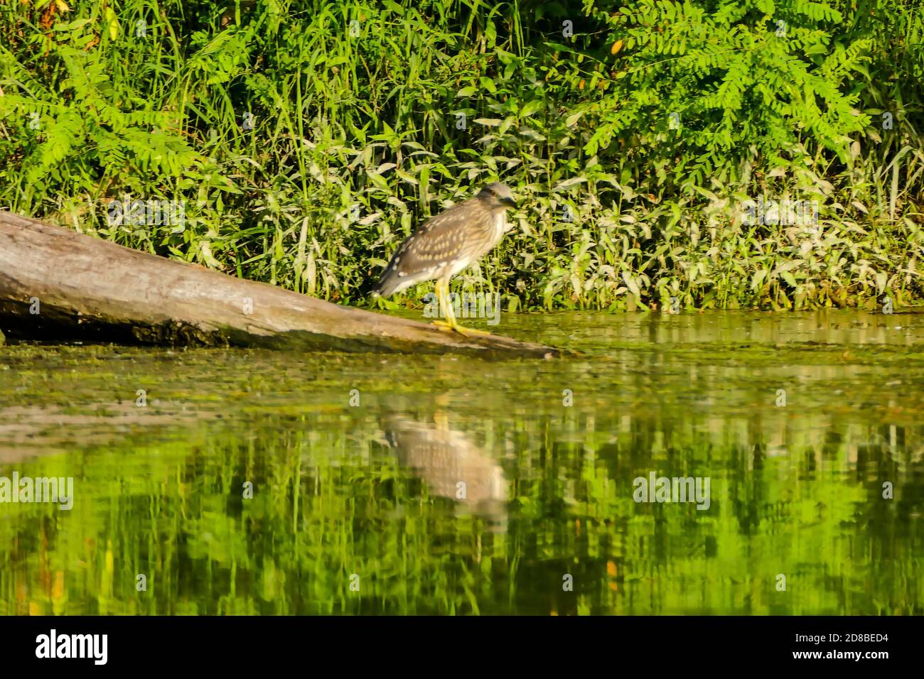 Eurasian Bittern Great bittern Stock Photo - Alamy